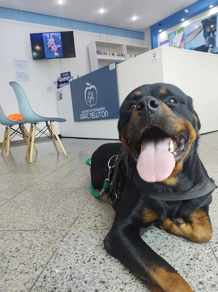Cão aguardando atendimento na recepção do Isaac Newton