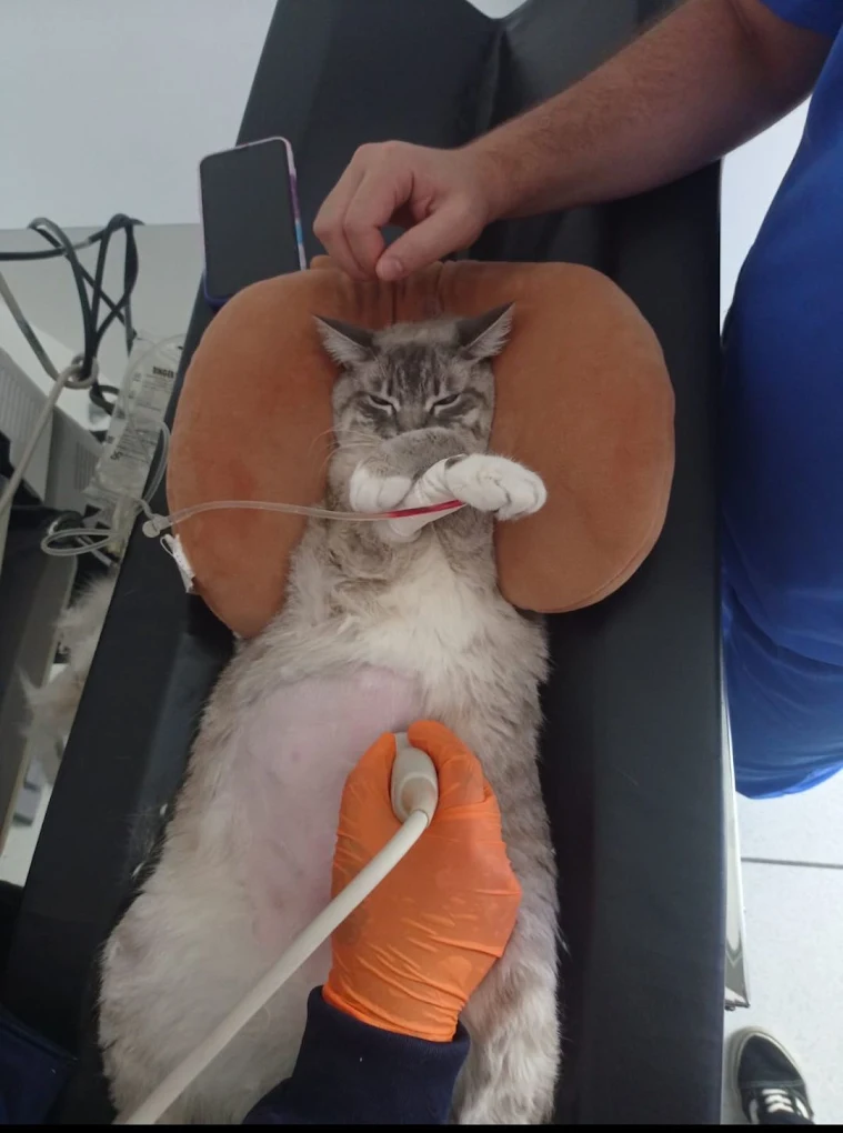 Exame de imagem em um gato no Isaac Newton